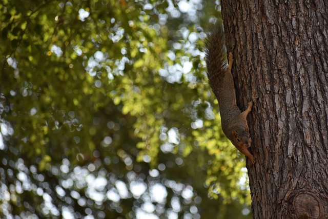 恐怖的艾玛·拉多卡努（Emma Raducanu）在周二晚上在迪拜的比赛中发现了她的缠扰者.